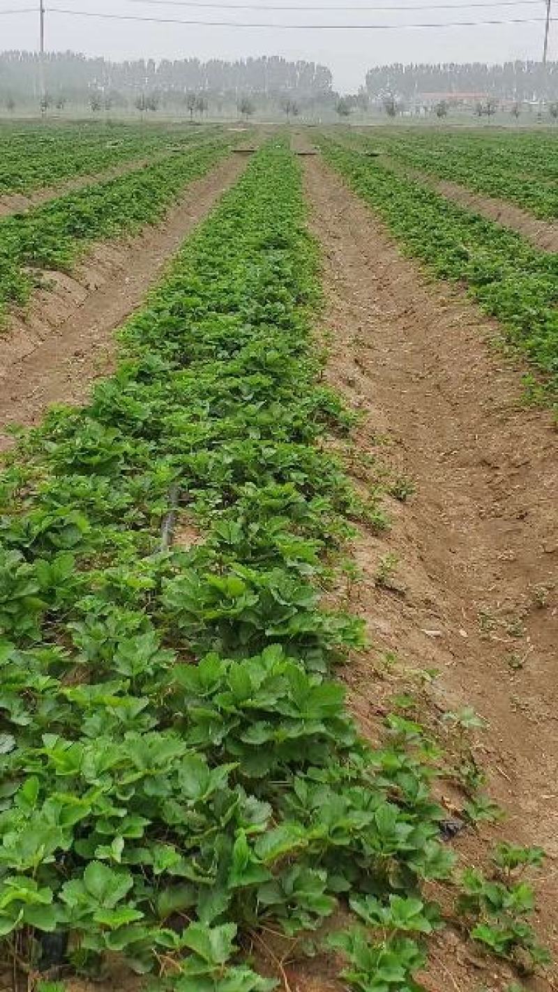 草莓苗种植基地现挖现卖根系发达章姬红颜隋株宁玉妙七妙三