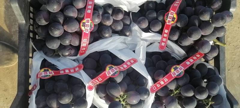 辽丰葡萄冷棚、陆地