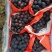 辽丰葡萄冷棚、陆地