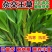 高产四季牧草种子多年生大叶杂交王草种籽猪牛羊鱼兔鸡养殖