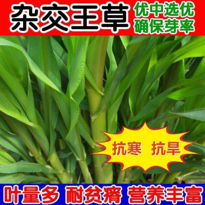 高产四季牧草种子多年生大叶杂交王草种籽猪牛羊鱼兔鸡养殖