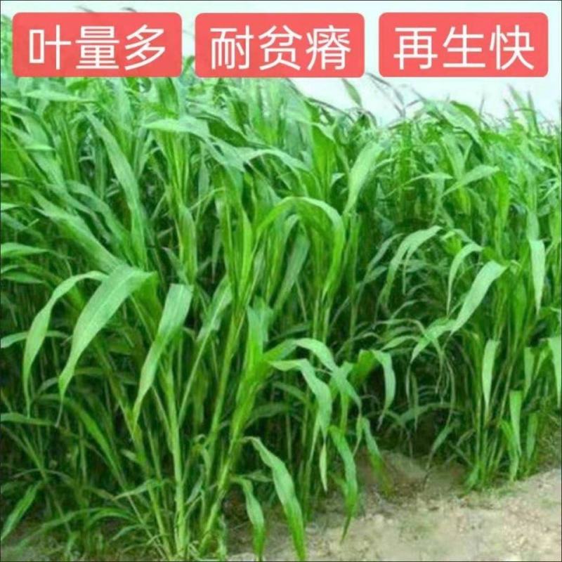 高产四季牧草种子多年生大叶杂交王草种籽猪牛羊鱼兔鸡养殖