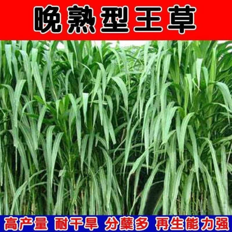 高产四季牧草种子多年生大叶杂交王草种籽猪牛羊鱼兔鸡养殖