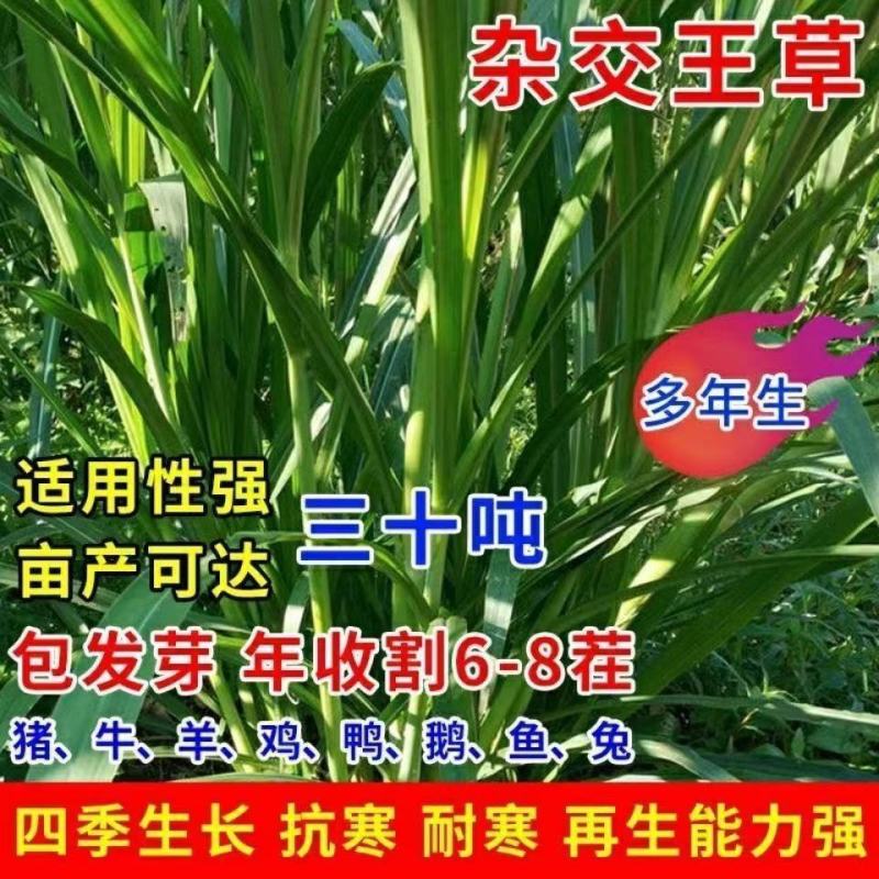 高产四季牧草种子多年生大叶杂交王草种籽猪牛羊鱼兔鸡养殖