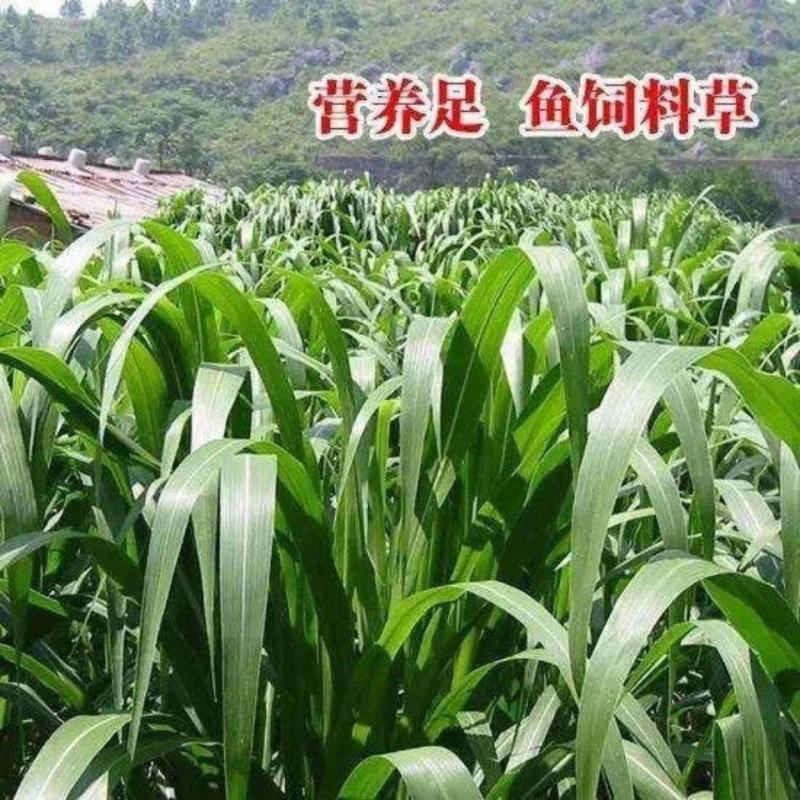 高产四季牧草种子多年生大叶杂交王草种籽猪牛羊鱼兔鸡养殖