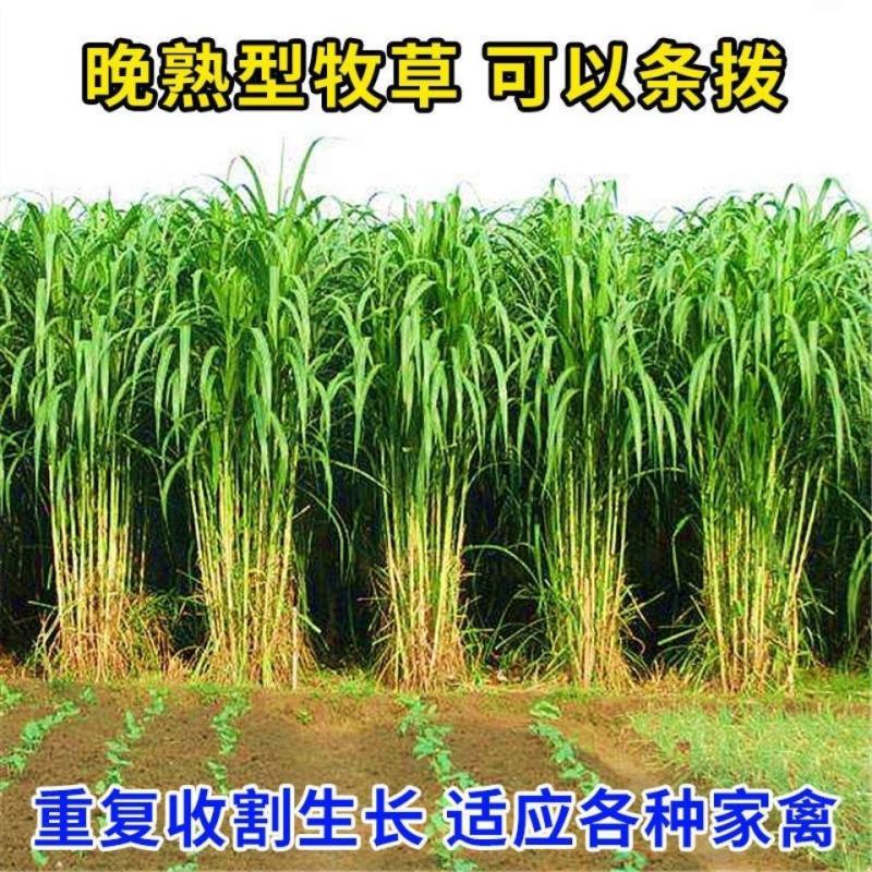 高产四季牧草种子多年生大叶杂交王草种籽猪牛羊鱼兔鸡养殖