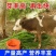 高产四季牧草种子多年生大叶杂交王草种籽猪牛羊鱼兔鸡养殖