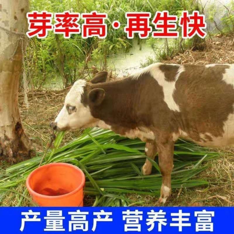 高产四季牧草种子多年生大叶杂交王草种籽猪牛羊鱼兔鸡养殖