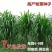 高产四季牧草种子多年生大叶杂交王草种籽猪牛羊鱼兔鸡养殖