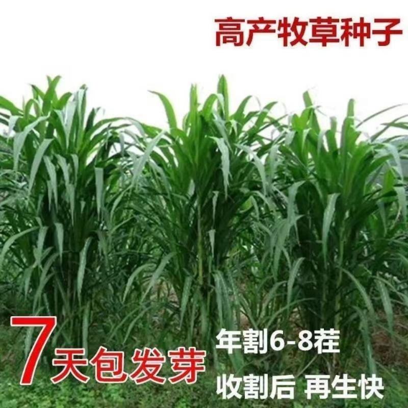 高产四季牧草种子多年生大叶杂交王草种籽猪牛羊鱼兔鸡养殖
