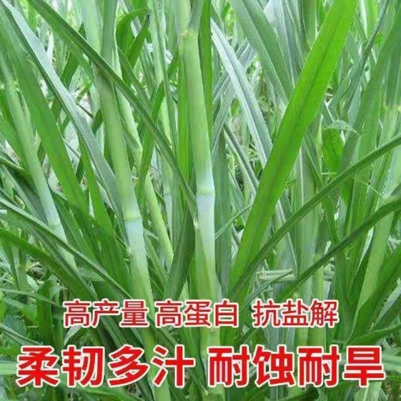 高产四季牧草种子多年生大叶杂交王草种籽猪牛羊鱼兔鸡养殖