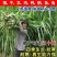 高产四季牧草种子多年生大叶杂交王草种籽猪牛羊鱼兔鸡养殖