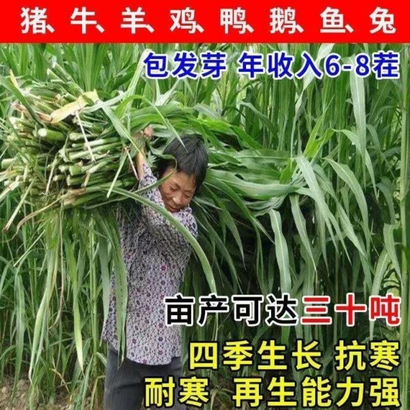 高产四季牧草种子多年生大叶杂交王草种籽猪牛羊鱼兔鸡养殖
