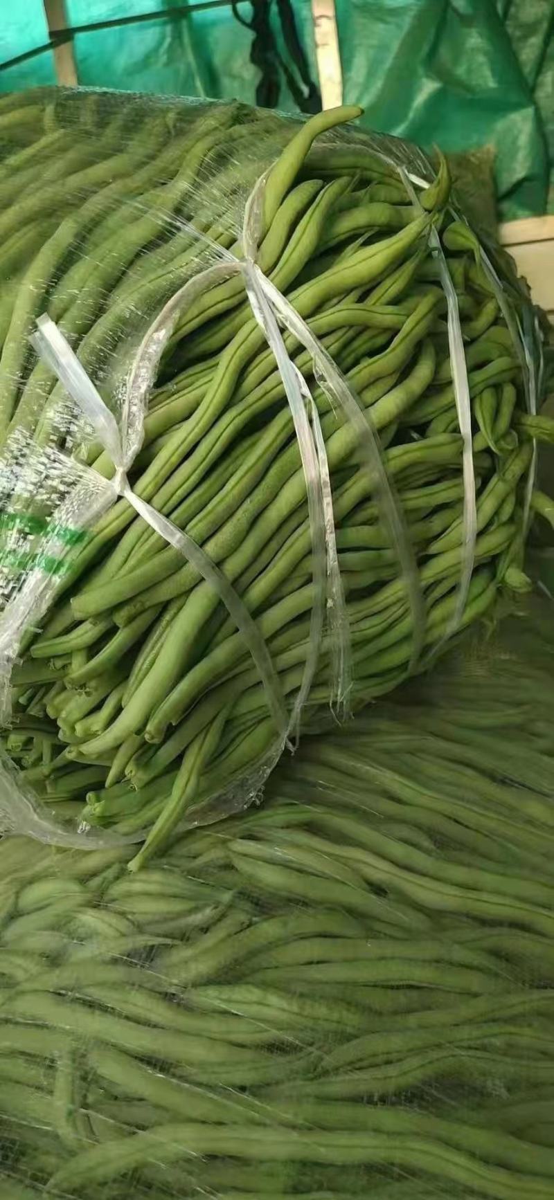 云南红河无筋豆大量上市基地直销电商对接一件代发