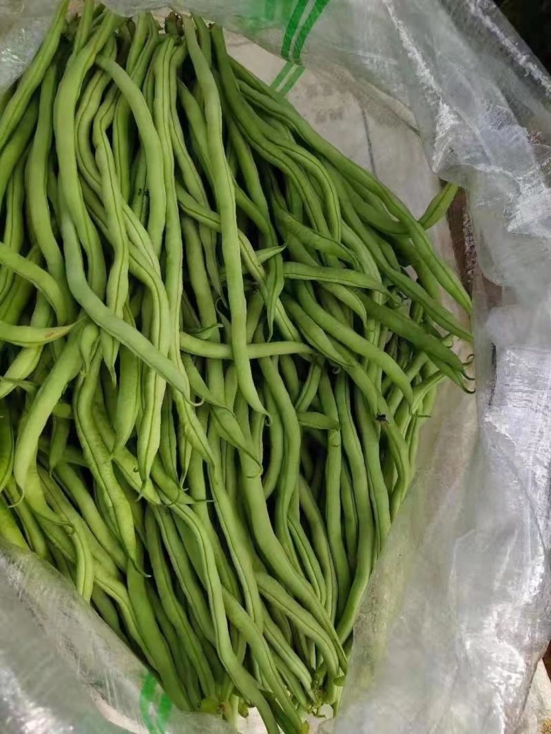 云南红河无筋豆大量上市基地直销电商对接一件代发