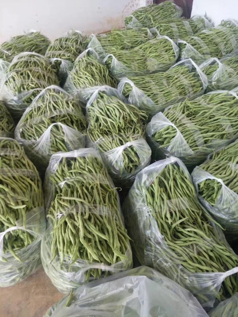 云南红河无筋豆大量上市基地直销电商对接一件代发