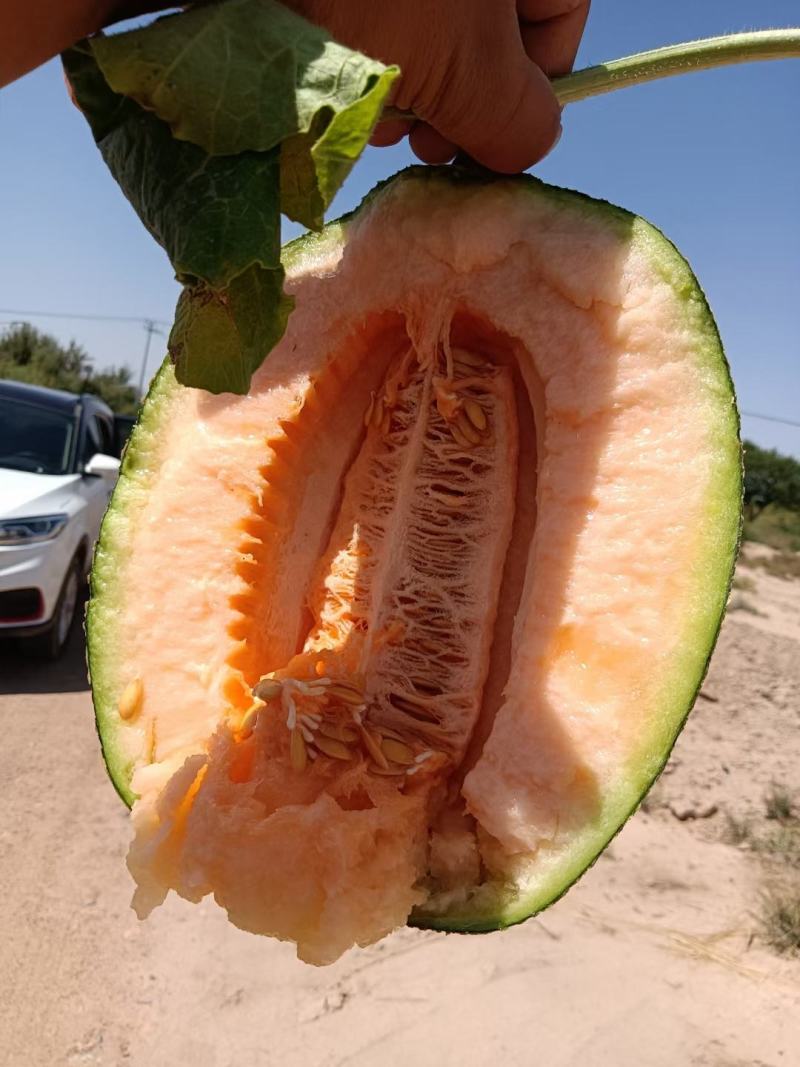 甘肃民勤哈密瓜西州蜜瓜17号.晓密25号大量出货