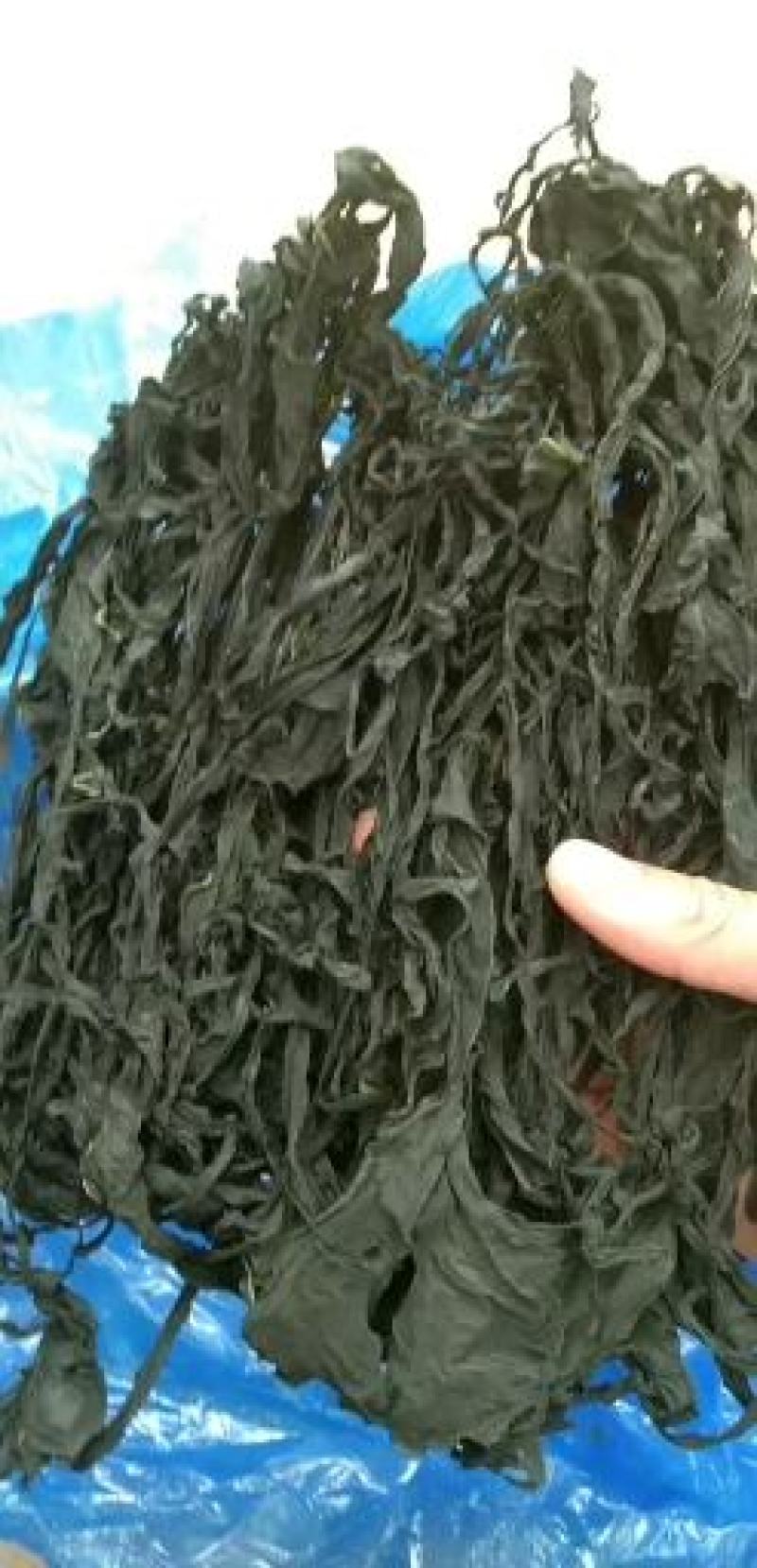 裙带菜整棵淡干