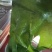 裙带菜整棵淡干