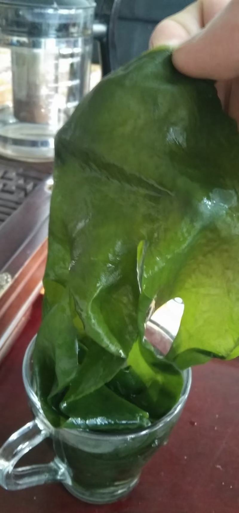 裙带菜整棵淡干