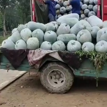 冬瓜，海南冬瓜，精品水果冬瓜，一串零，