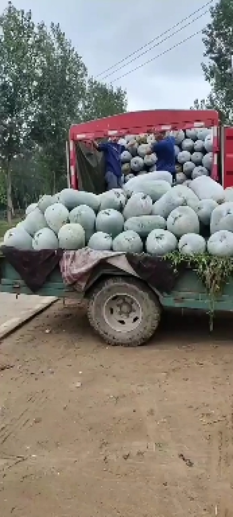 冬瓜，海南冬瓜，精品水果冬瓜，一串零，