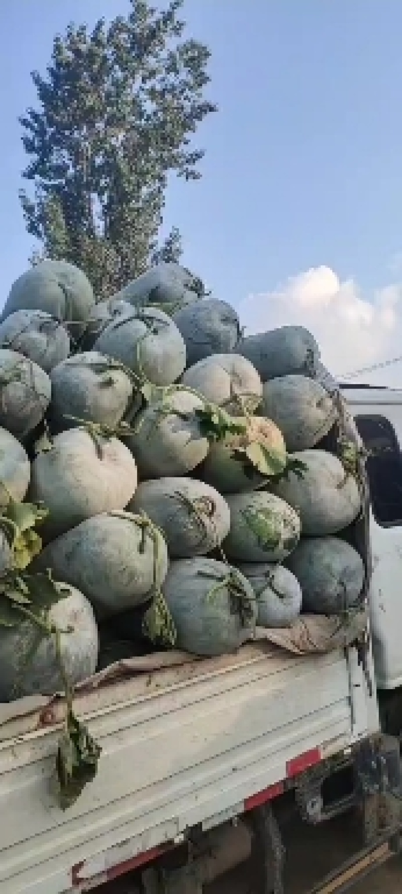 冬瓜，海南冬瓜，精品水果冬瓜，一串零，
