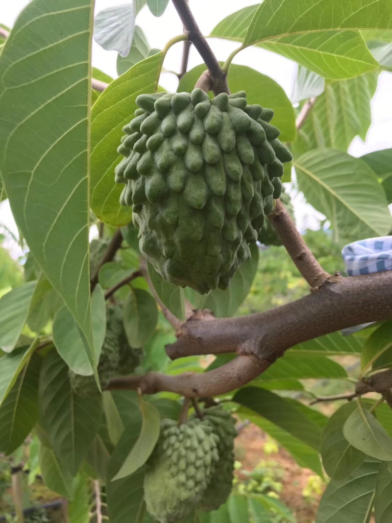 云南临沧双江凤梨释迦果，种植基地寻求长期合作伙伴