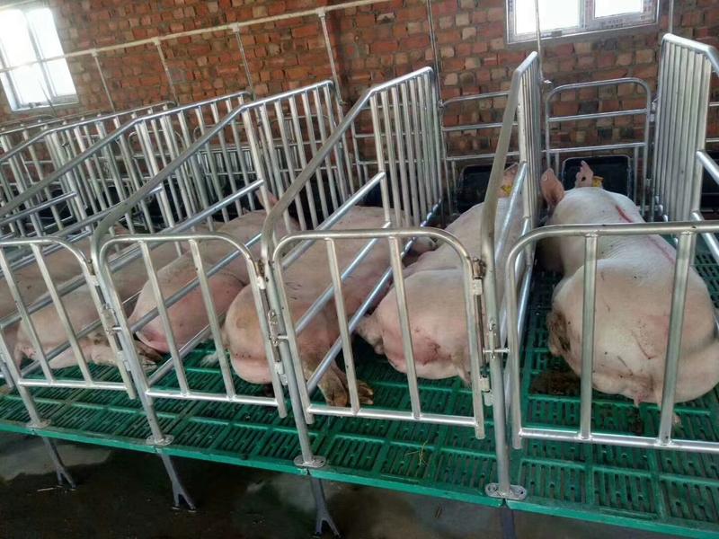 落地式母猪产床厂家单体母猪产床分娩床猪场定位栏限位栏
