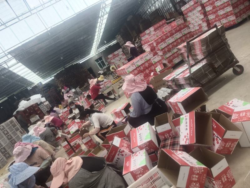 大凉山丑苹果上市了
