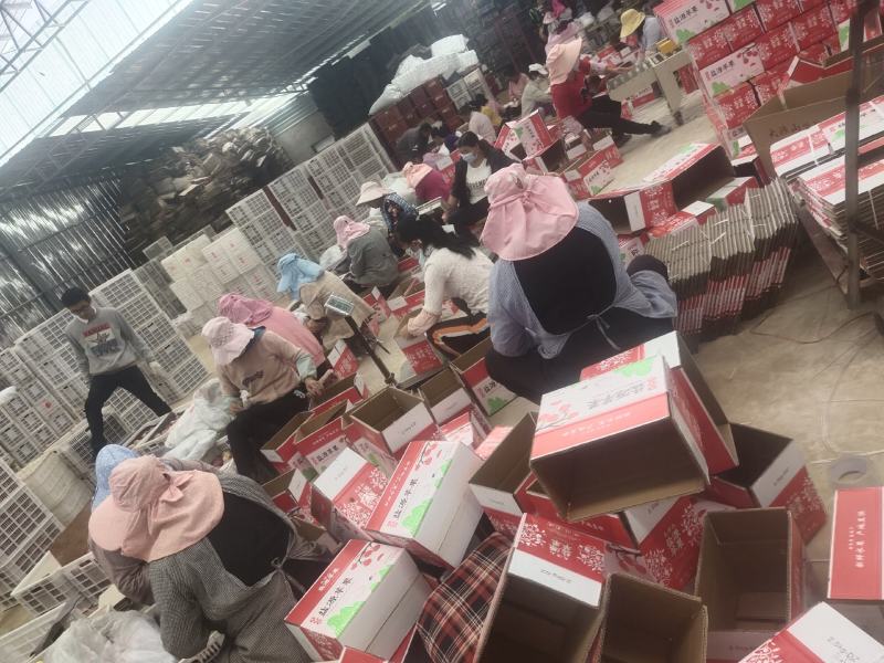 大凉山丑苹果上市了
