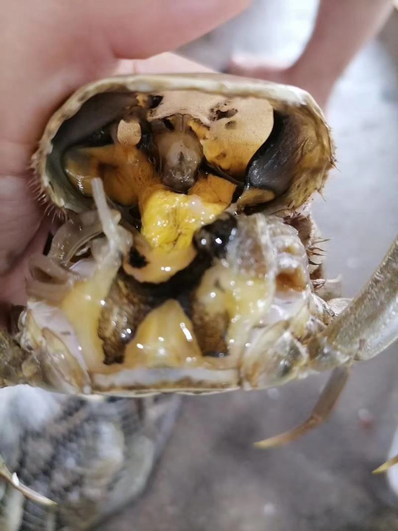 湖北洪湖精品大闸蟹，一件起批，一件也是批发价，保质保量