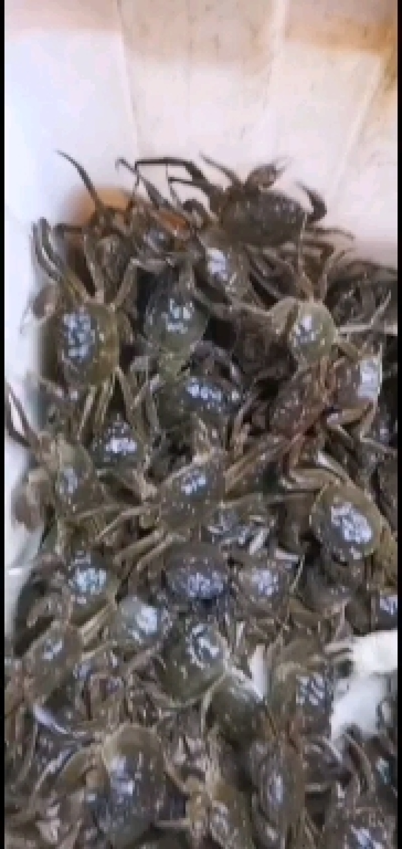 湖北洪湖精品大闸蟹，一件起批，一件也是批发价，保质保量
