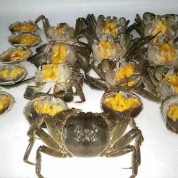 湖北洪湖精品大闸蟹，一件起批，一件也是批发价，保质保量