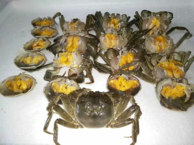 湖北洪湖精品大闸蟹，一件起批，一件也是批发价，保质保量