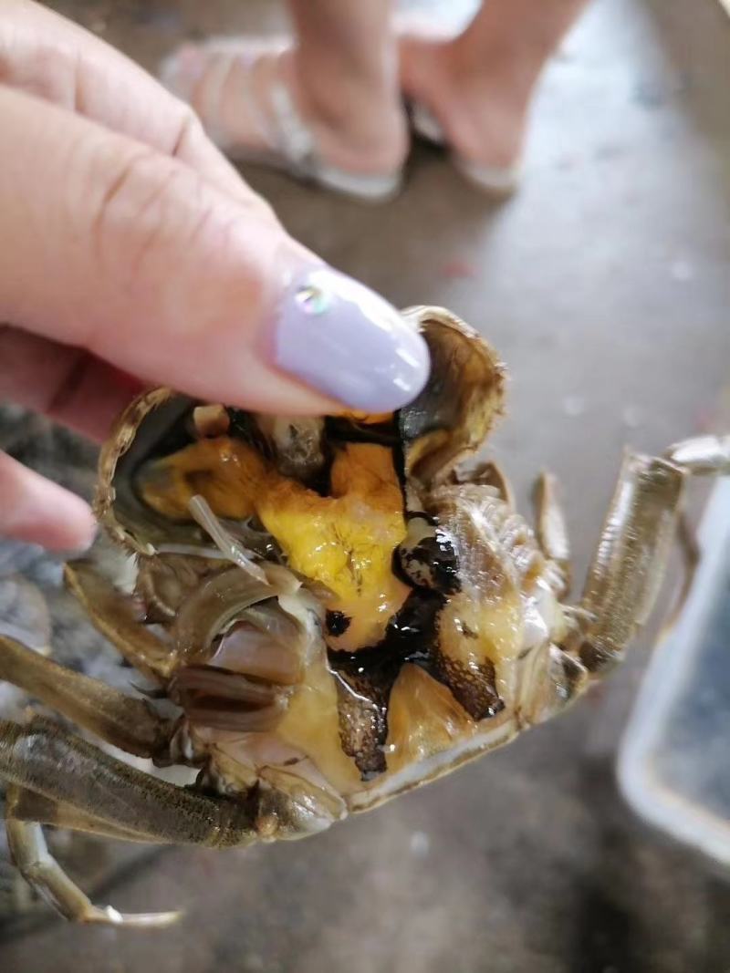 湖北洪湖精品大闸蟹，一件起批，一件也是批发价，保质保量