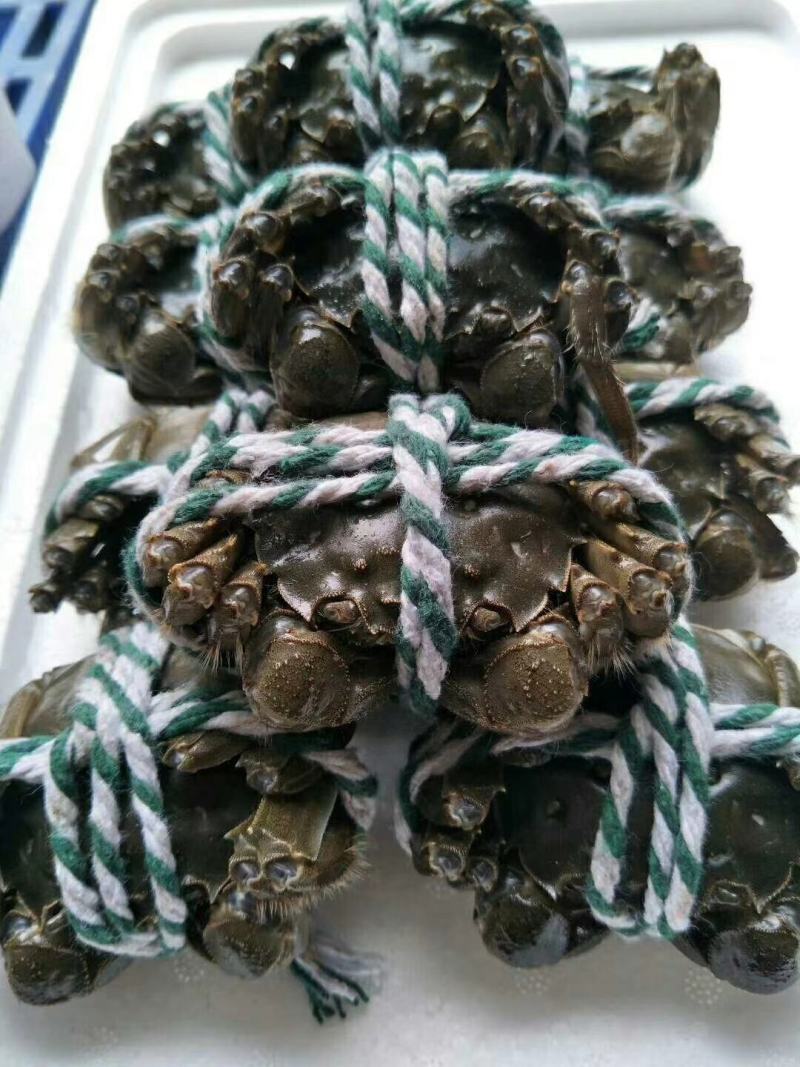 湖北洪湖精品大闸蟹，一件起批，一件也是批发价，保质保量