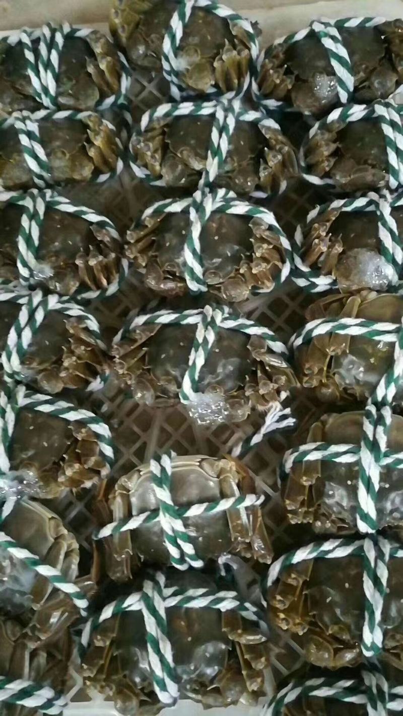 湖北洪湖精品大闸蟹，一件起批，一件也是批发价，保质保量