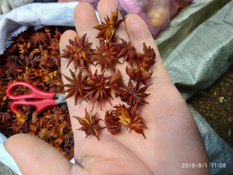 贵州铜仁非食用野生药材诱鱼醉鱼药用八角干品无杂质产地直发