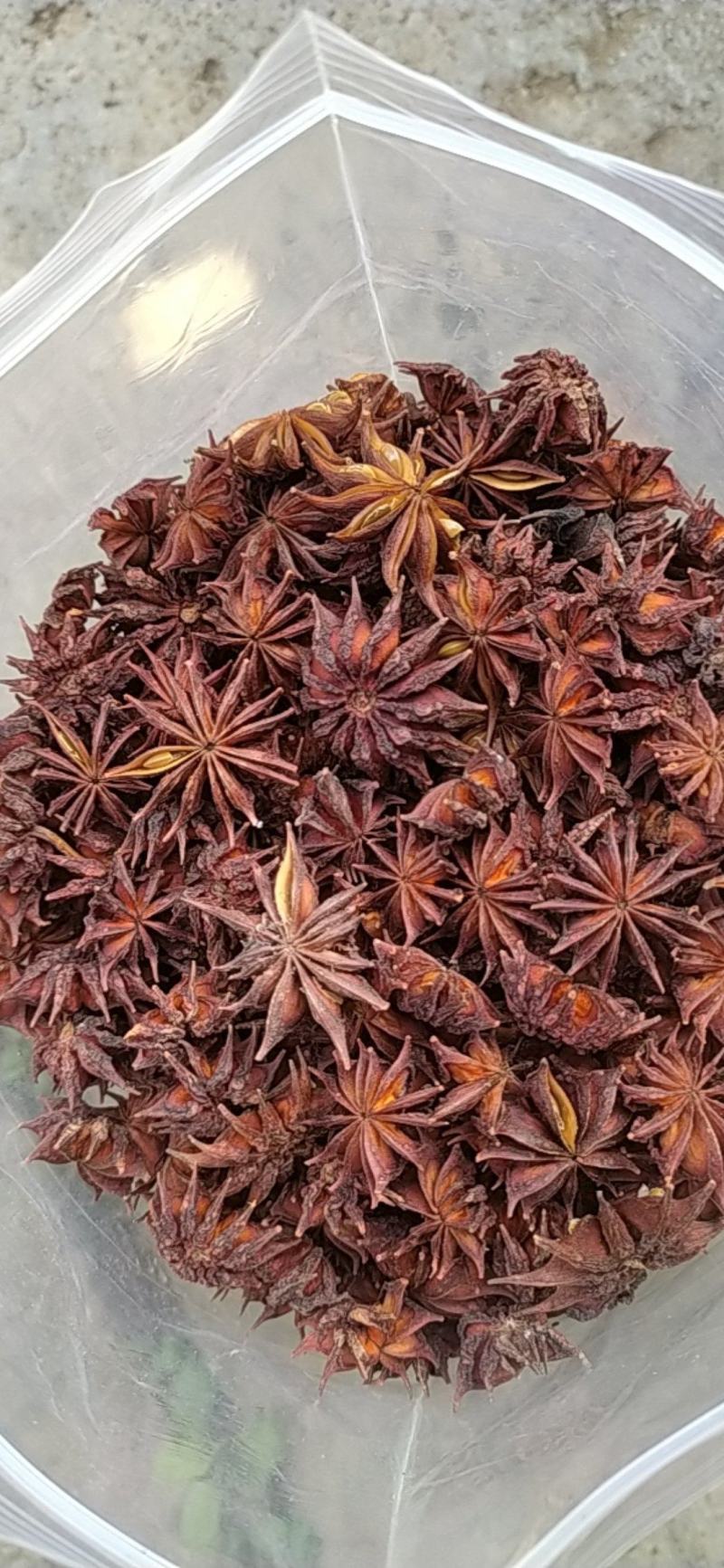贵州铜仁非食用野生药材诱鱼醉鱼药用八角干品无杂质产地直发