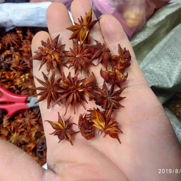 贵州铜仁非食用野生药材诱鱼醉鱼药用八角干品无杂质产地直发