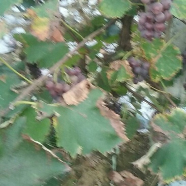 葡萄
