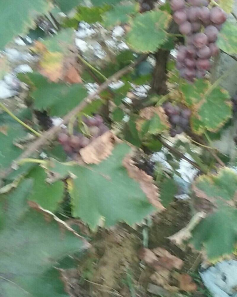 葡萄