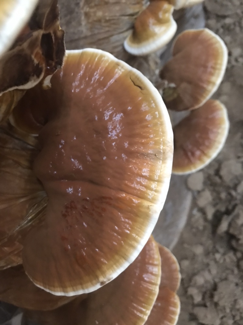 大金边灵芝不苦的