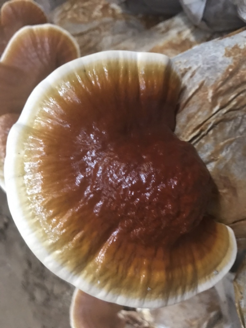 大金边灵芝不苦的