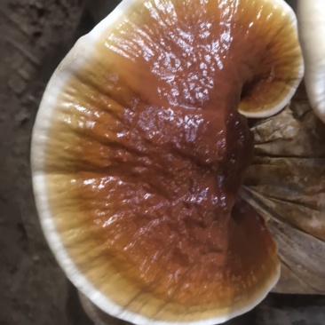 大金边灵芝不苦的