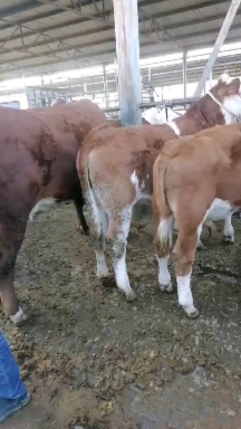 肉牛犊出售，欢迎各位客商前来参观选购，价格合理，质量优良
