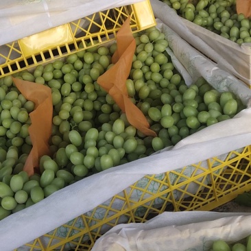 无核白葡萄