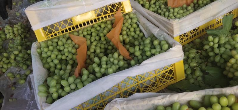 无核白葡萄