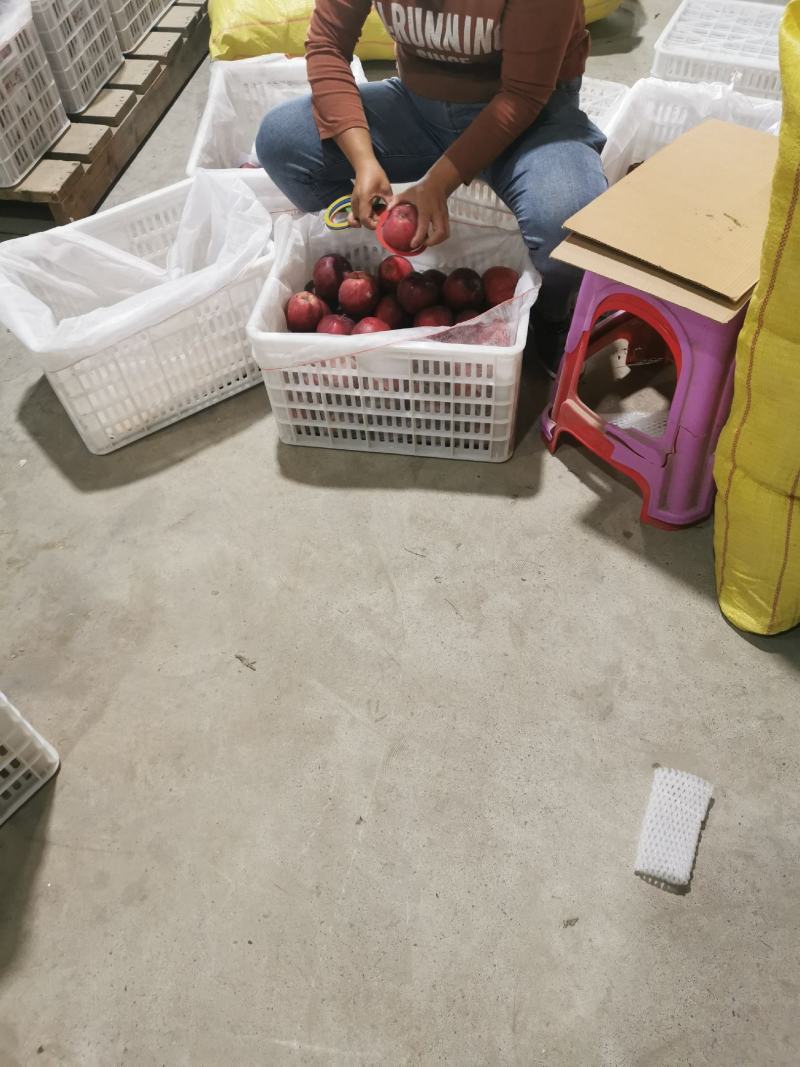 本公司长年做水果供应，流水线打包，品质效率都有保证